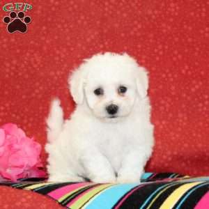 Phlox, Bichon Frise Puppy